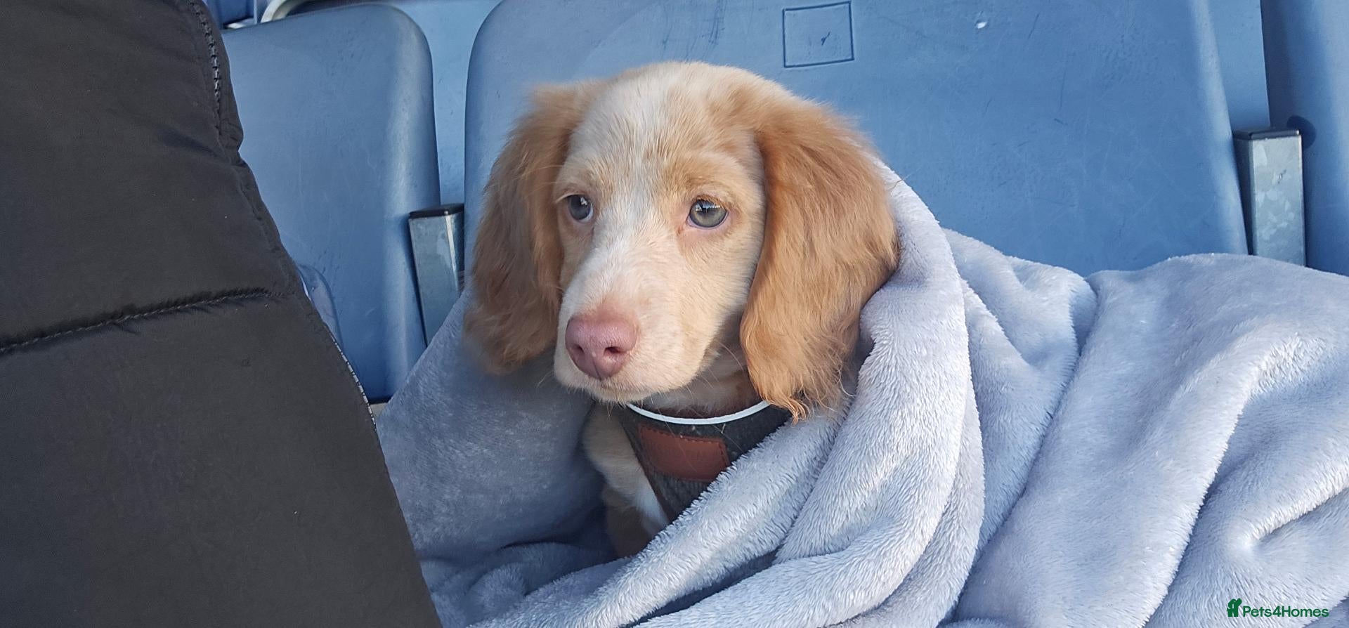 Miniature Dachshund dogs ✨LAST CHANCE: Rare Cream Long-Haired Miniature ✨ - Advert 14