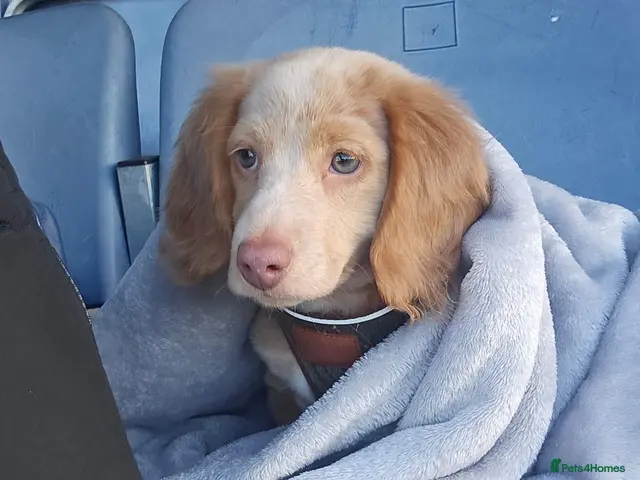 Miniature Dachshund dogs ✨LAST CHANCE: Rare Cream Long-Haired Miniature ✨ - Advert 14