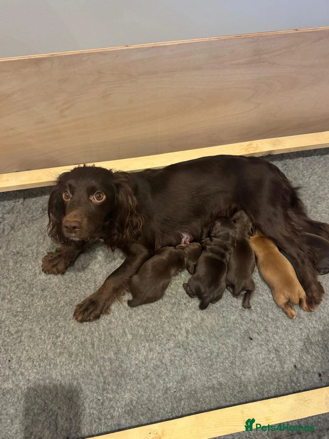 Cocker Spaniel dogs for sale: KC REGISTERED WORKING COCKER SPANIEl PUPPIES 💙💖 in Ryde - Advert 2