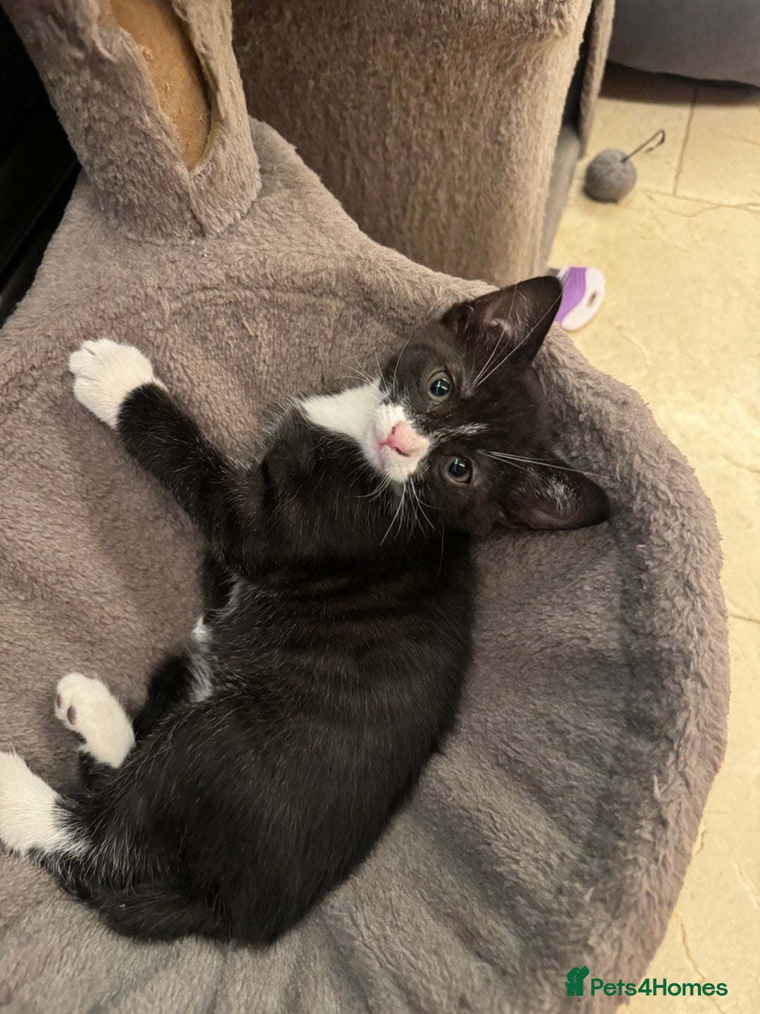 Mixed Breed cats for sale: ✨ Adorable Kittens Looking for Loving Homes ✨ - Image 4