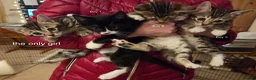 Bengal cats for sale: Adorable Bengal Cross Kittens for Sale - Advert 3