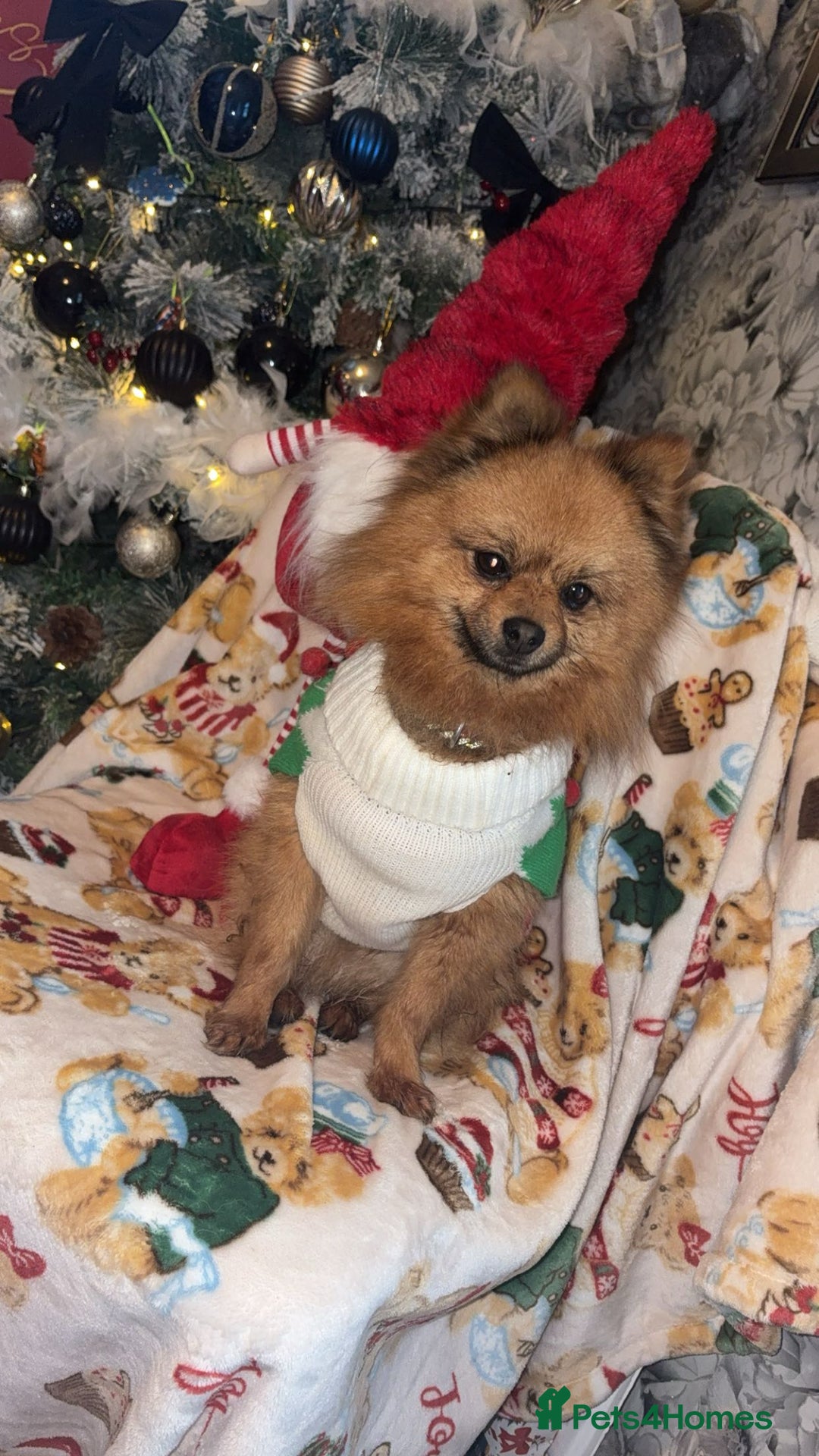 Pomeranian dogs for sale: Beautiful tiny Pomeranian puppies  - Advert 2