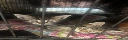 Mixed Breed cats for sale: kittens - Advert 11