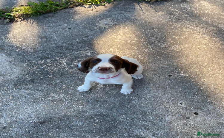 English Springer Spaniel dogs - Advert 1