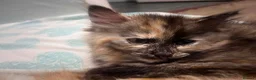 Mixed Breed cats for sale: Adorable White & Ginger Male Kitten for Sale in Nottingham - Advert 2