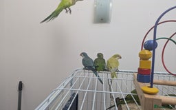 Parakeets birds for sale: Quaker parrots babies hand reared different colour - Image 5