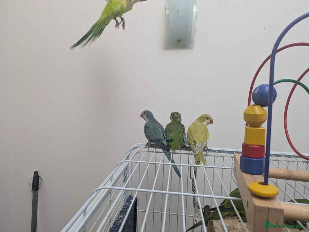 Parakeets birds for sale: Quaker parrots babies hand reared different colour - Image 5
