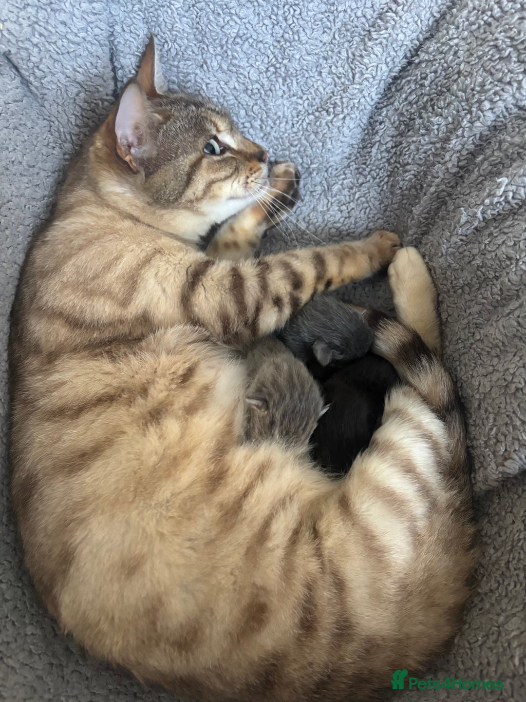 Bengal cats for sale: Two Bengal kittens - Image 4