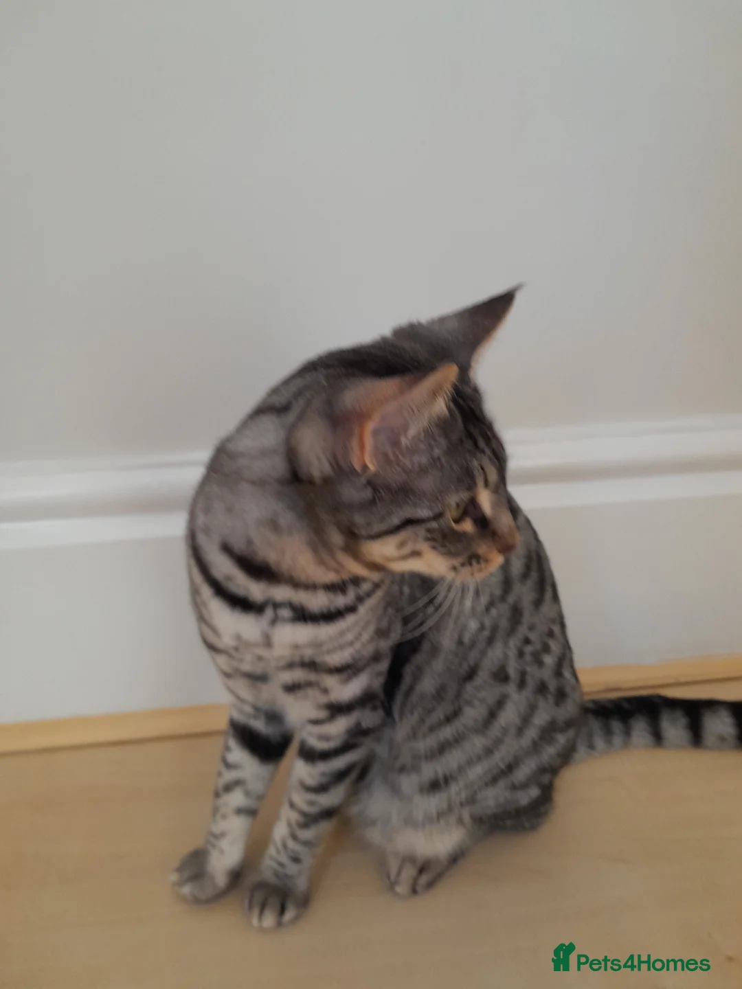 Savannah cats for sale: Pedigree F5 TICA Reg Savannah Girl Kitten - Advert 5
