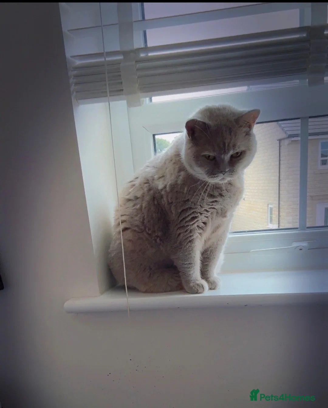 British Shorthair cats for sale: Lilac British Shorthair -GCCF Registered Pedigree  - Advert 2