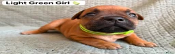 Staffordshire Bull Terrier dogs for sale: Stunning Red Staffordshire Bull Terrier Puppies - Advert 17