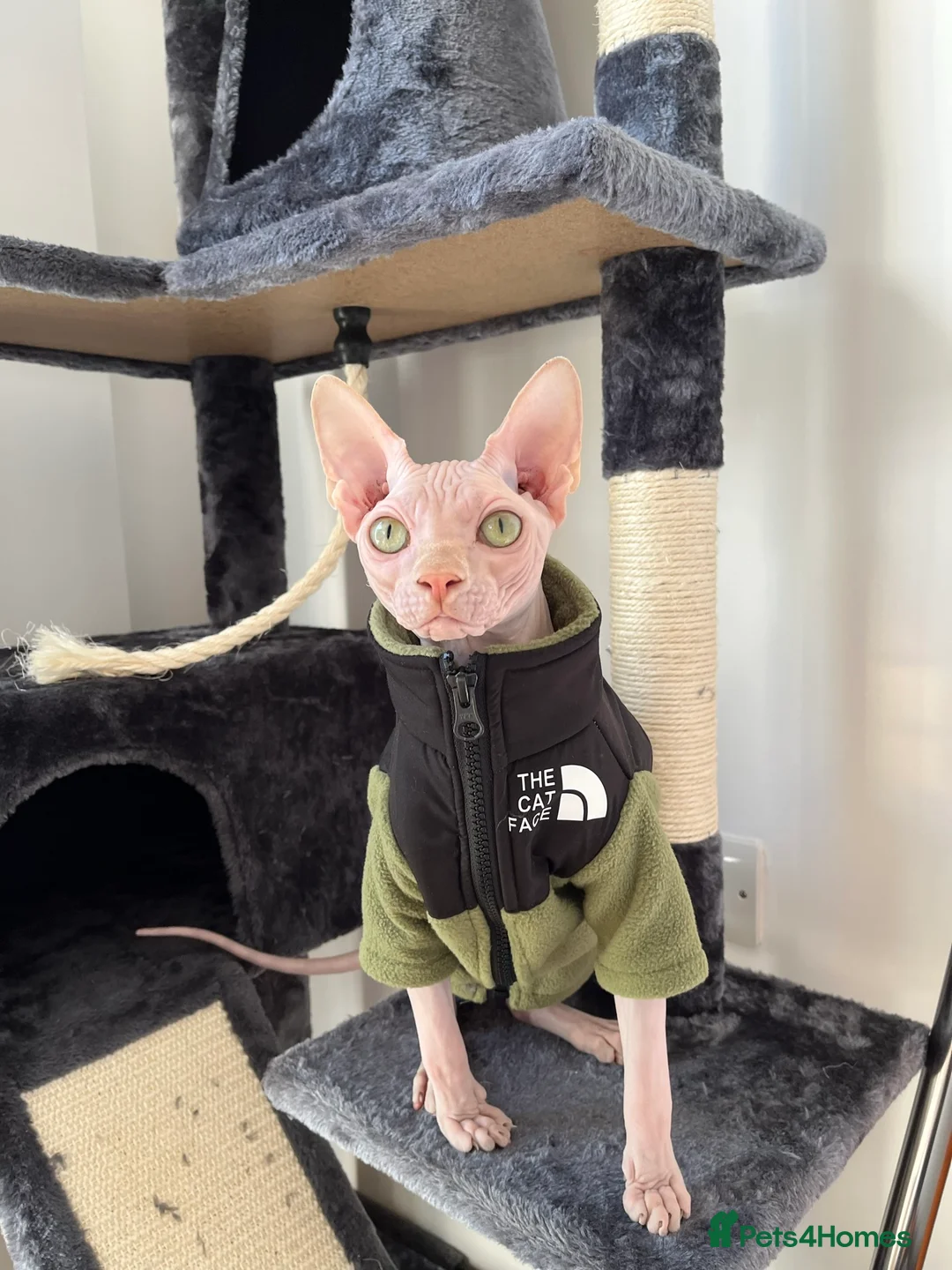 Sphynx cats for stud: STUD SERVICE - MILO, SPHYNX in London - Advert 2
