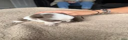 Pug dogs for sale: pug puppies  - Advert 12