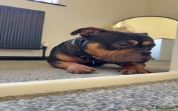 Mixed Breed dogs for stud: Pocket bully for stud  - Image 3