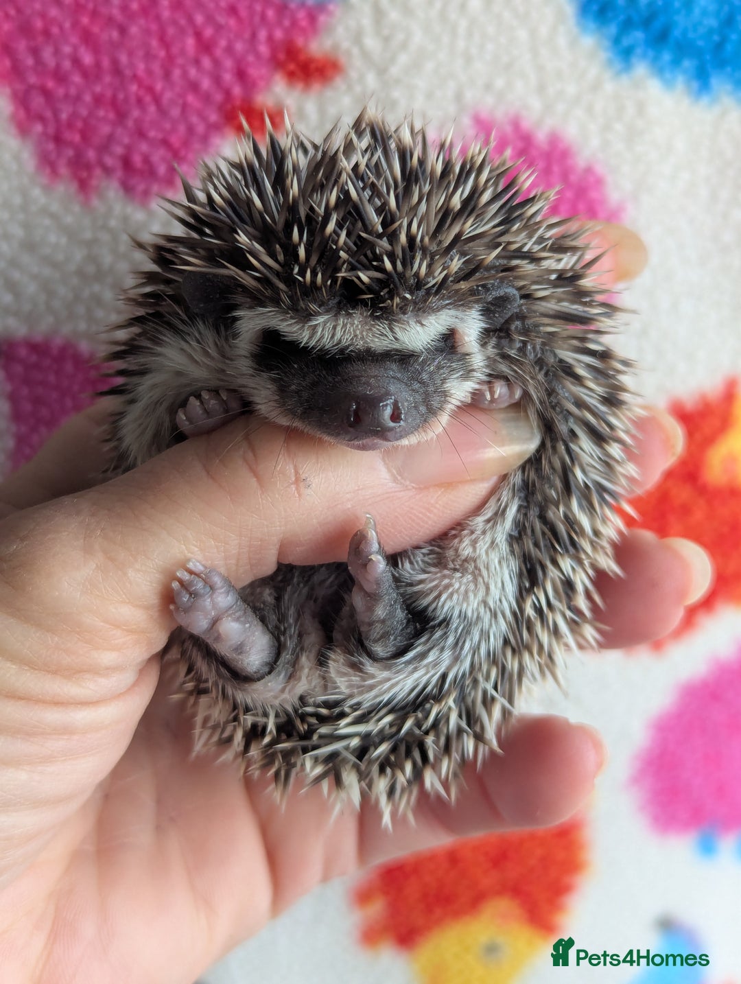 Pygmy Hedgehog rodents for sale: Beautiful Hoglets Ready to Reserve Now - Advert 23