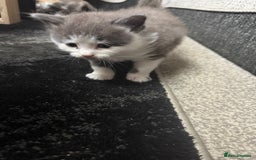 British Longhair cats for sale: 6 beautiful lovable friendly kittens - Image 8