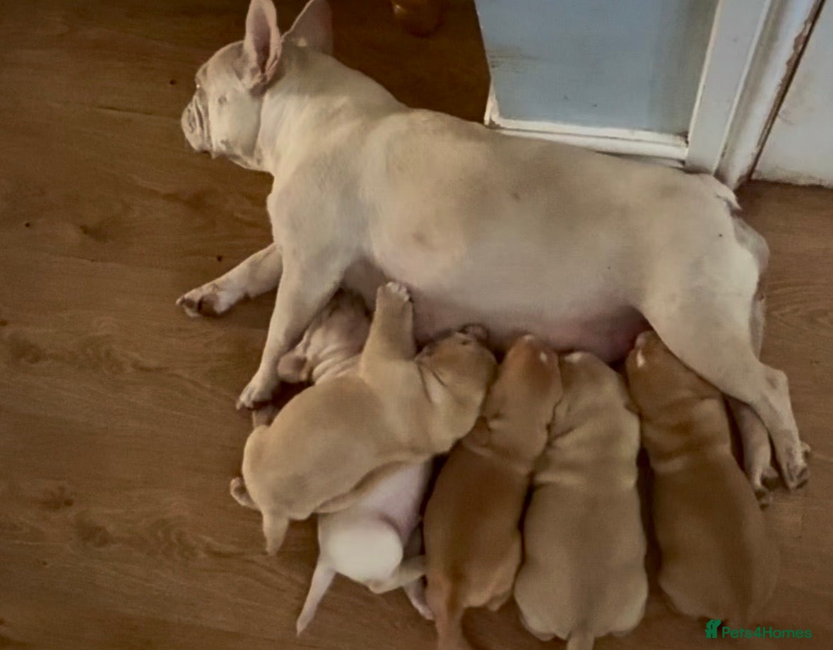 Mixed Breed dogs French Cocker Puppies  - Advert 1