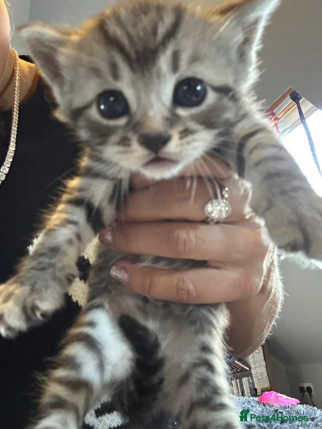 Bengal cats for sale: Bengal x Maine coon  - Advert 1