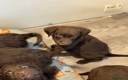 Sproodle dogs for sale: Ready now Springer cross labradoodle - Image 16