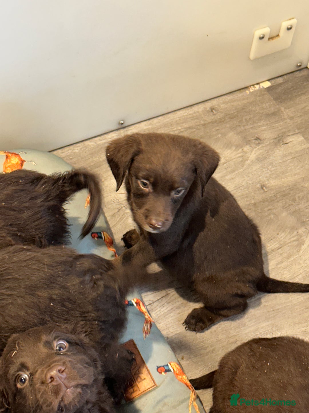 Sproodle dogs for sale: Ready now Springer cross labradoodle - Image 16