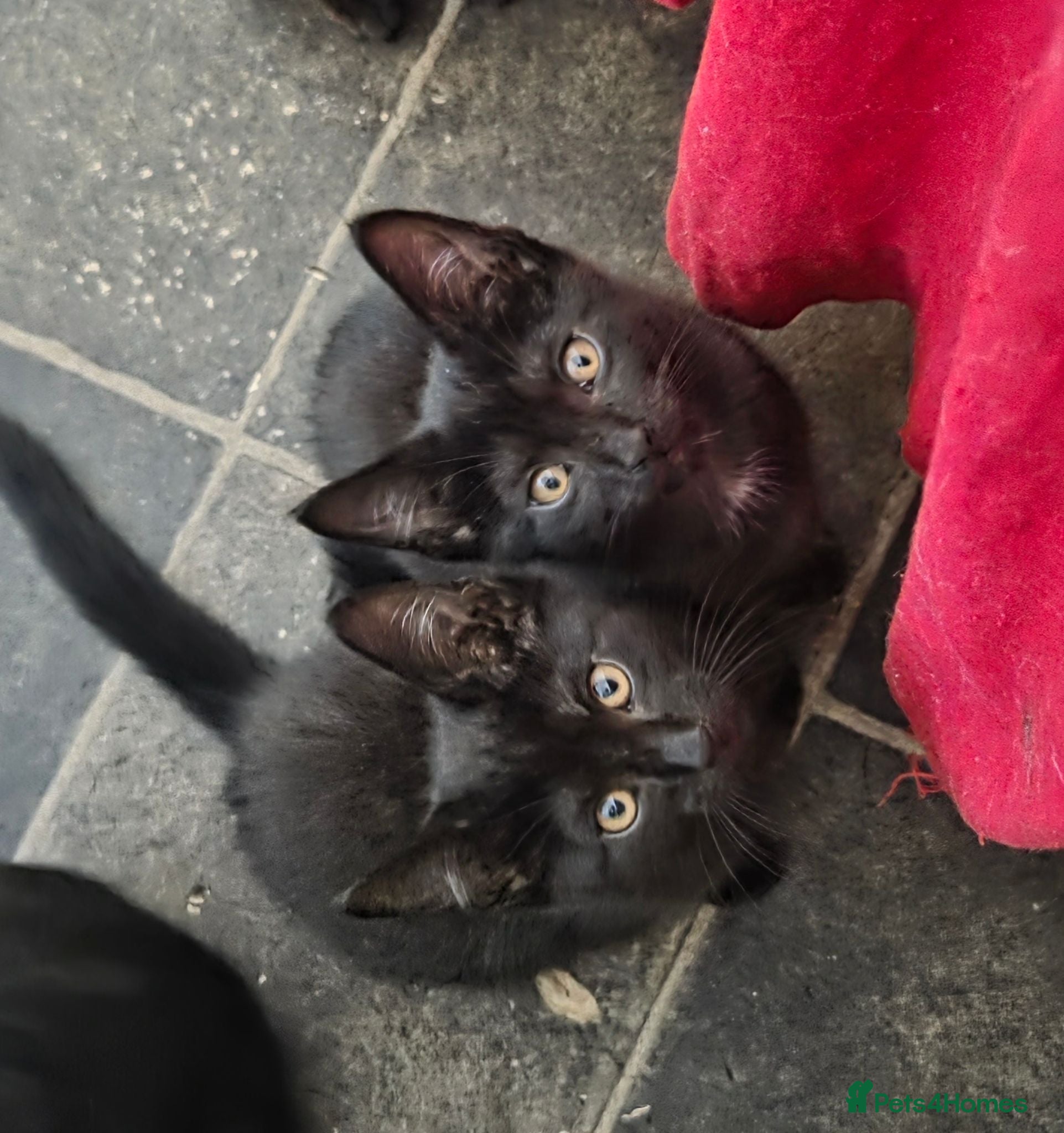 Mixed Breed cats Ronnie and Reggie - Advert 1