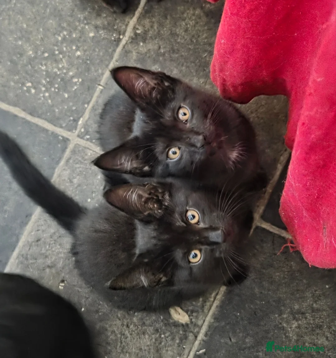 Mixed Breed cats for sale: Ronnie and Reggie - Advert 1