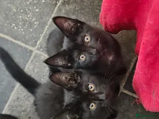 Mixed Breed cats Ronnie and Reggie - Advert 1