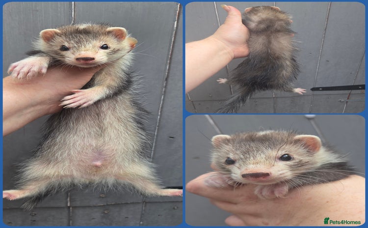 Ferret rodents - Advert 13