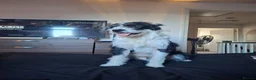 Mixed Breed dogs for stud: Male for Stud in Stockton-on-Tees - Advert 2