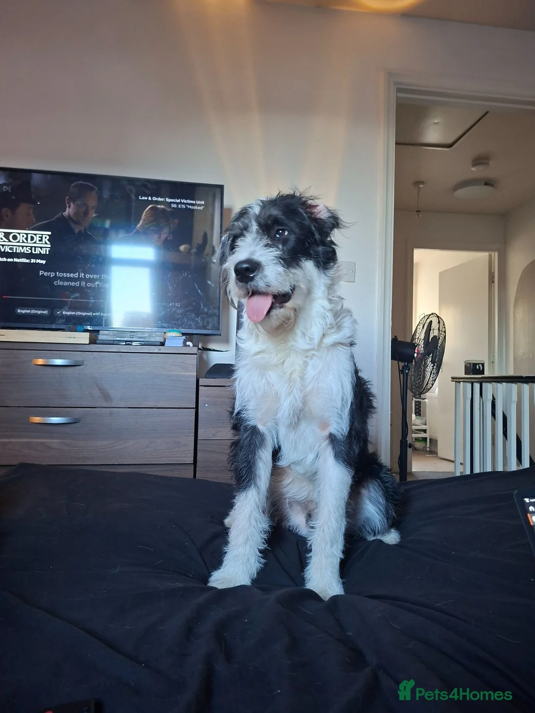 Mixed Breed dogs for stud: Male for Stud in Stockton-on-Tees - Advert 2