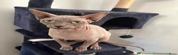 Sphynx cats for sale: Sphynx kittens(expression of interest) - Advert 3
