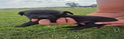 Labrador Retriever dogs for sale: Stunning labrador puppies in Ashbourne - Advert 6