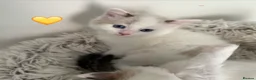 Ragdoll cats for sale: Looking for perfect furry companion?🐾😻 - Advert 12
