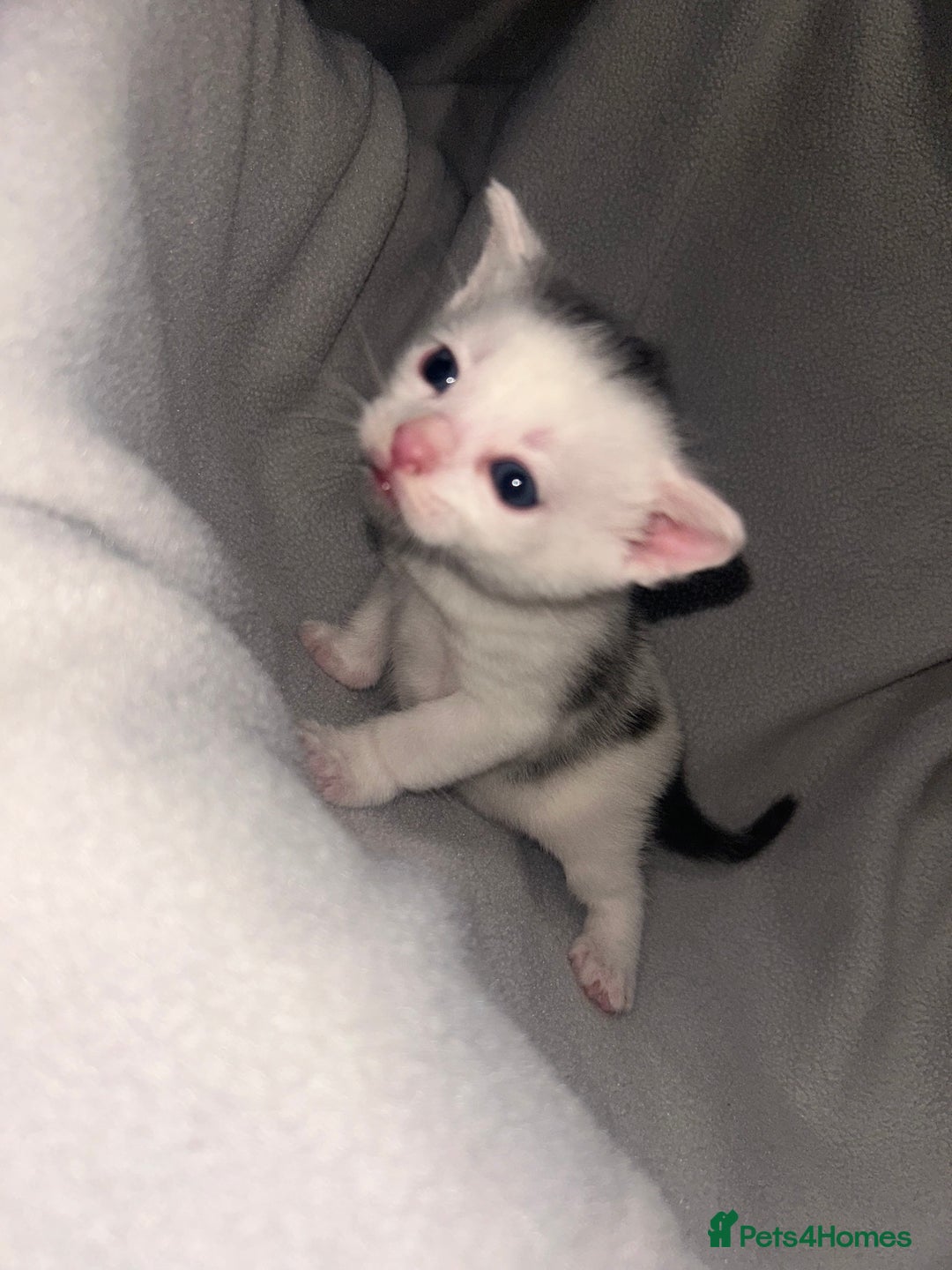 Mixed Breed cats for sale: Beautiful kittens  - Advert 6