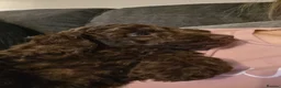 Cockapoo dogs for sale: Chocolate Cockapoo puppies- READY NOW - Advert 12
