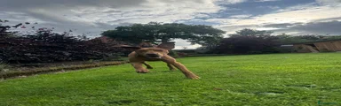 Hungarian Vizsla Puppy 7