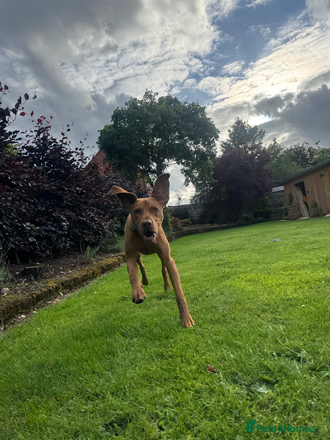 Hungarian Vizsla dogs for sale: Hungarian Vizsla (Bert) - Advert 1