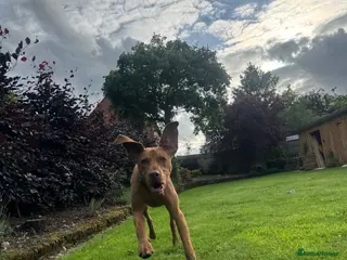 Hungarian Vizsla dogs Hungarian Vizsla (Bert) - Advert 7