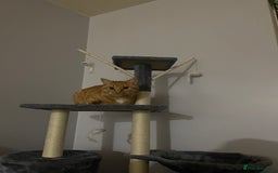 Abyssinian cats for sale: Beatiful cat - Image 4