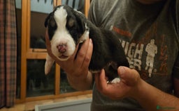 Australian Shepherd dogs for sale: Australian Shepherd Litter  - Image 7