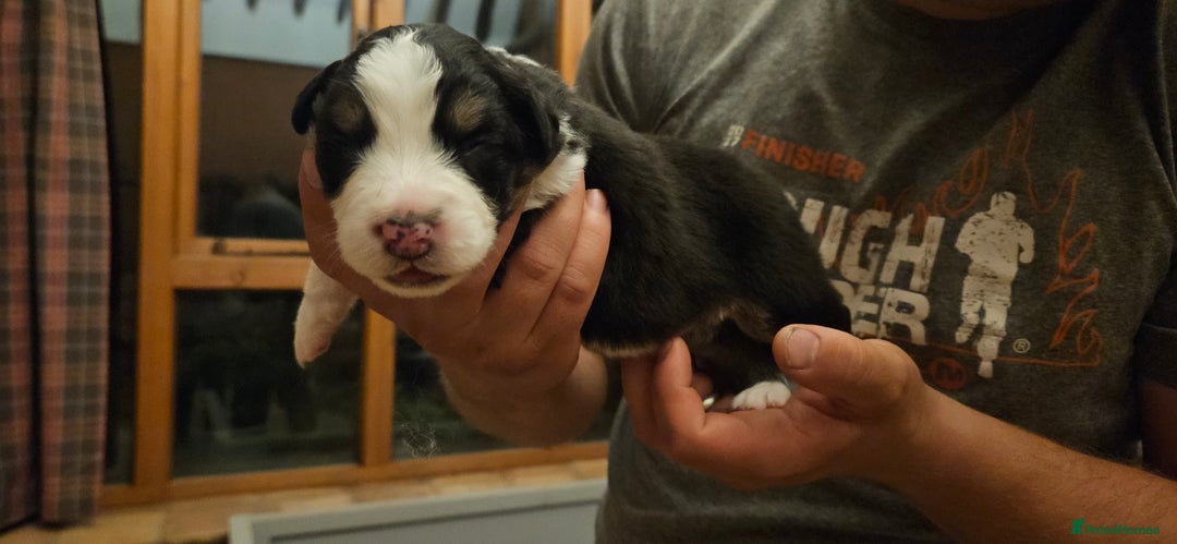 Australian Shepherd dogs for sale: Australian Shepherd Litter  - Image 7
