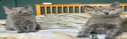 British Shorthair cats for sale: Beautiful British Shorthair kittens  - Advert 7