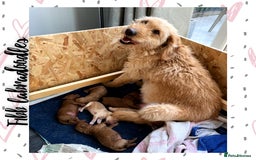 Labradoodle dogs for stud: Stunning proven Red KC Miniature Poodle in Cannock - Image 17