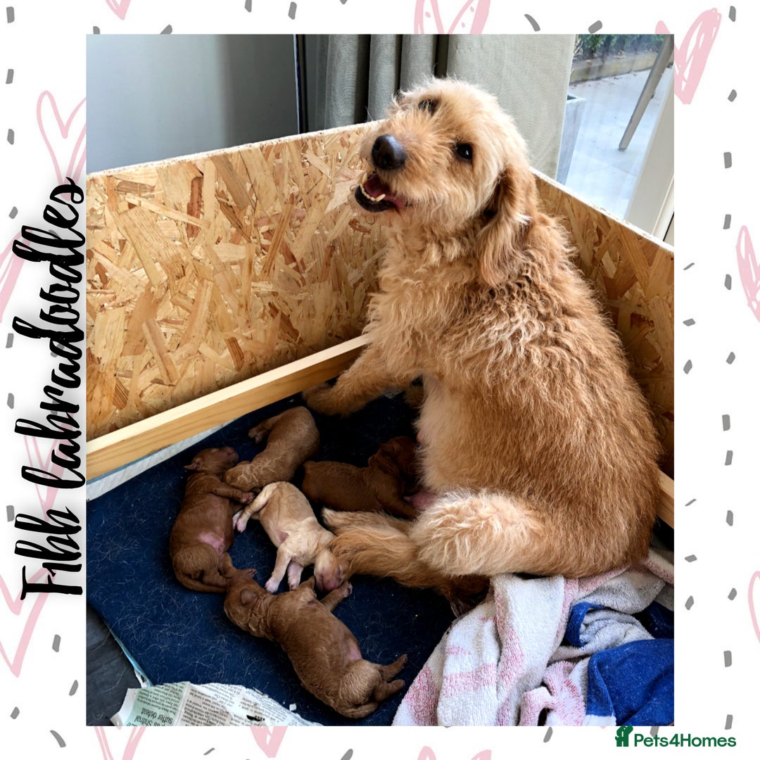 Labradoodle dogs for stud: Stunning proven Red KC Miniature Poodle in Cannock - Image 17