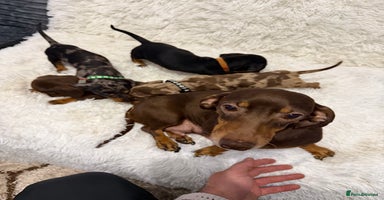 Miniature Dachshund dogs Miniature Dachshund Puppies  - Advert 2