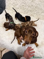 Miniature Dachshund dogs Miniature Dachshund Puppies - Advert 5