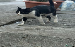 Mixed Breed cats for adoption: ☕ Moca ☕ is looking for her family!  - Image 5