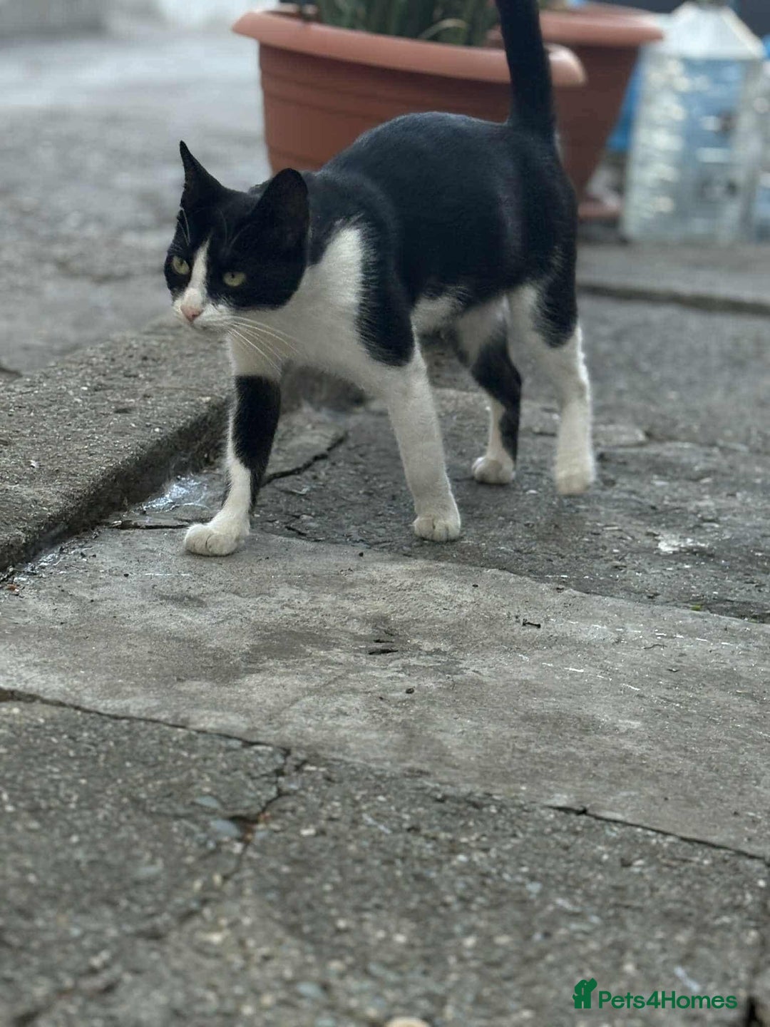 Mixed Breed cats for adoption: ☕ Moca ☕ is looking for her family!  - Image 5