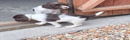 English Springer Spaniel dogs for sale: Beautiful Springer Spaniel Puppies - Advert 16