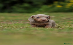 Miniature Dachshund dogs for sale: Miniature Dachshund Puppies  - Image 9